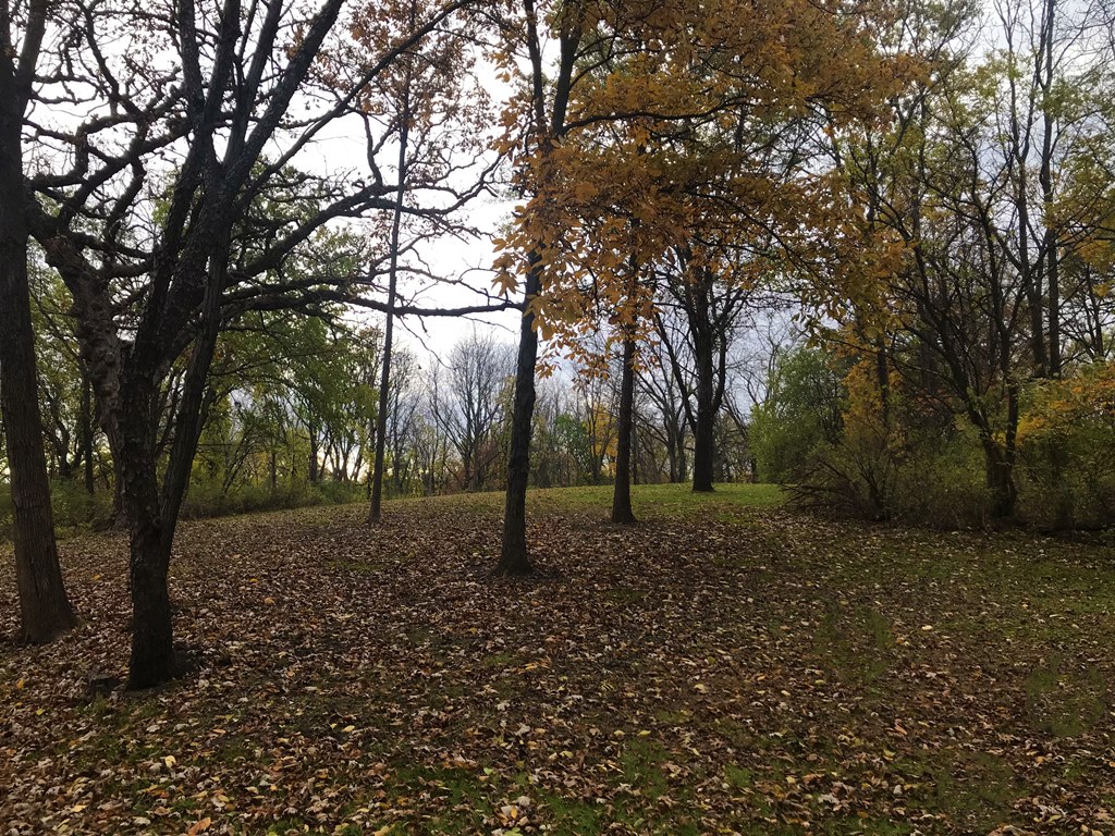 Woodland Park Open Wood